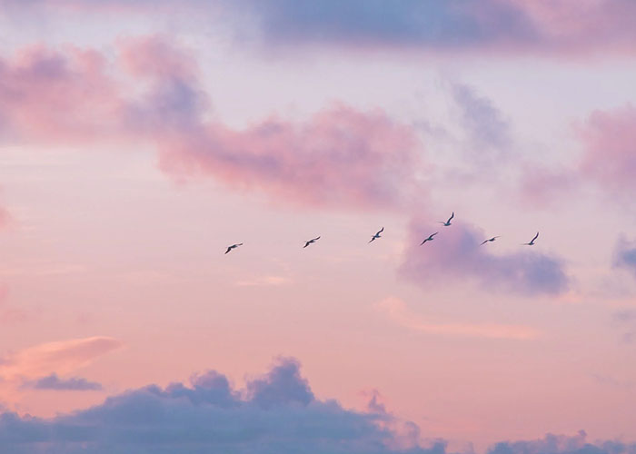 Vol d'oiseaux au couché du soleil